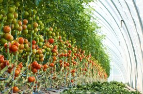 Südeifeler Tomaten Südeifeler Tomaten
